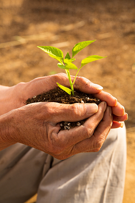 老农民手捧小苗