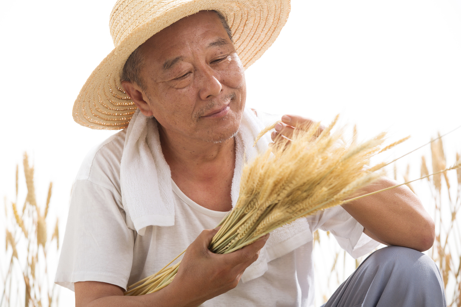 老农民在麦田