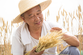 老农民在麦田里照片
