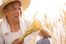 老农民在麦田