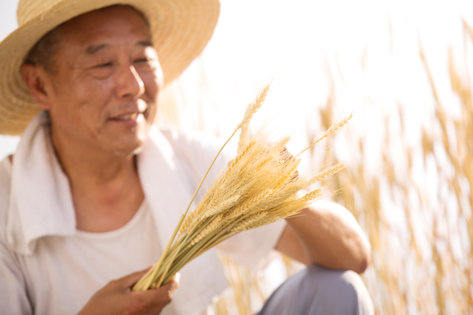 老农民在麦田 老农民在麦田