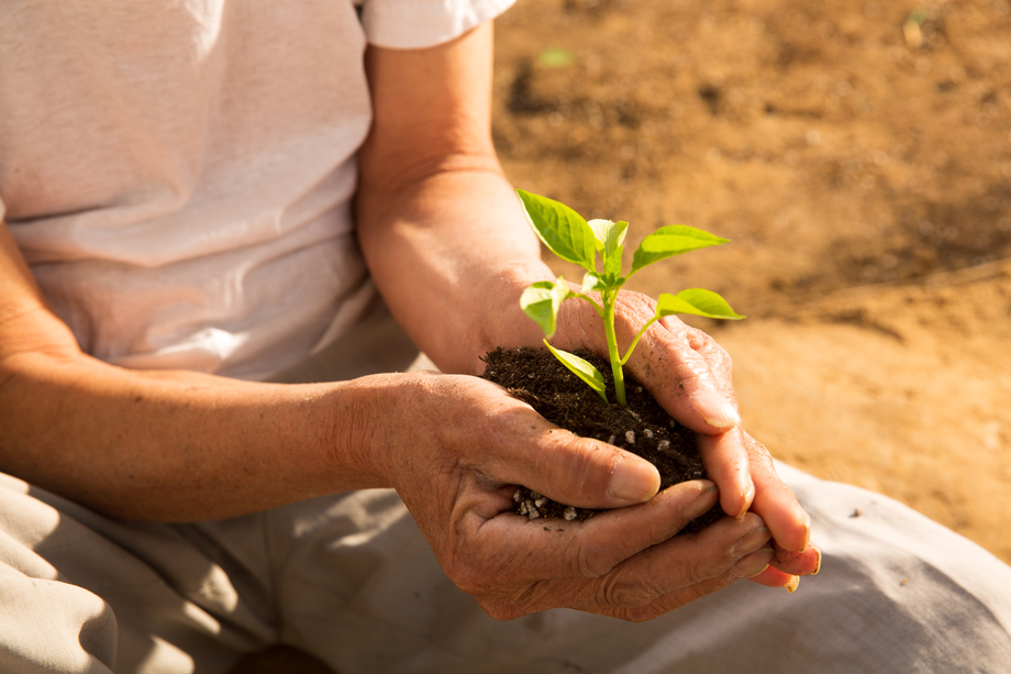 老农民手捧小苗 老农民手捧小苗