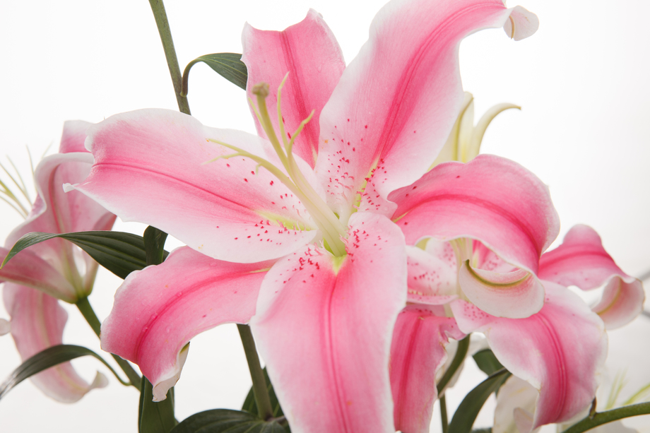 百合花图片