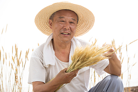 老农民在麦田