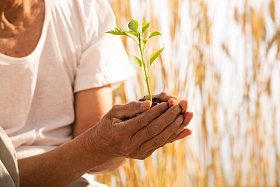 老农民手捧小苗图片