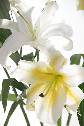 百合花图片