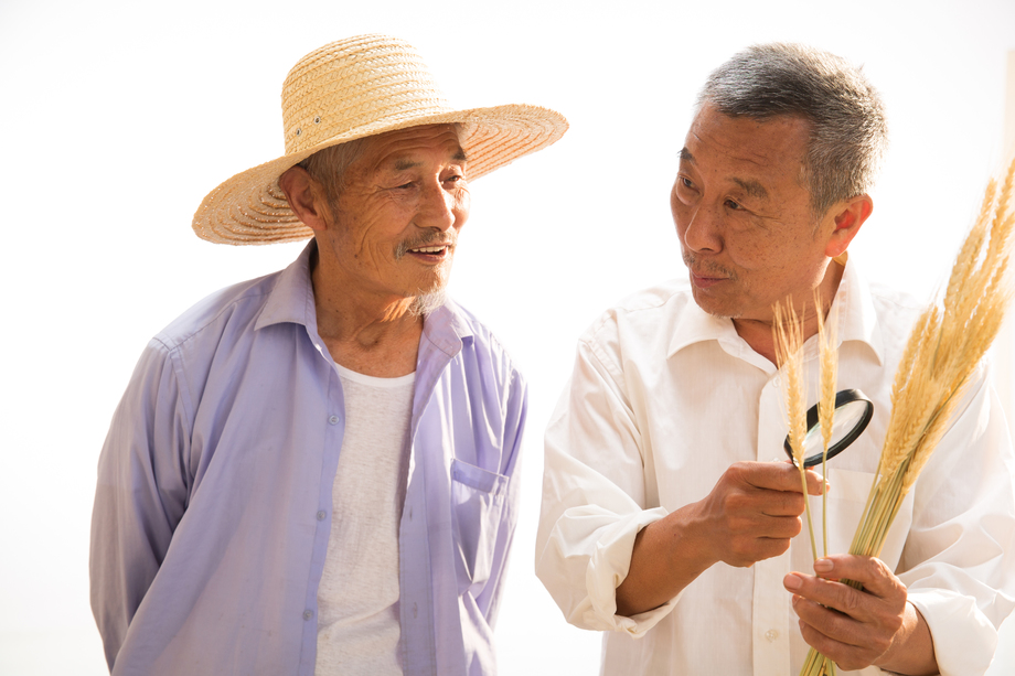 农民研究麦穗 农民研究麦穗