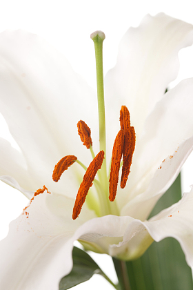 百合花照片