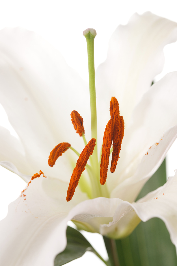 百合花照片