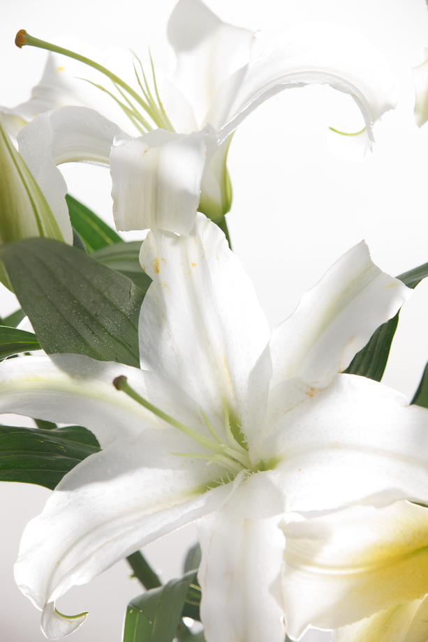 百合花