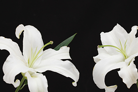 百合花