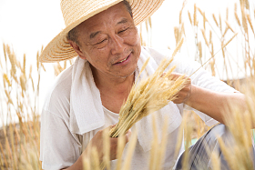 老农民在麦田
