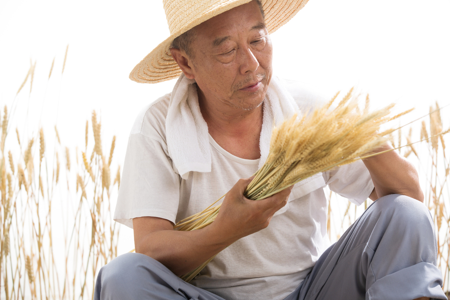 老农民在麦田里照片