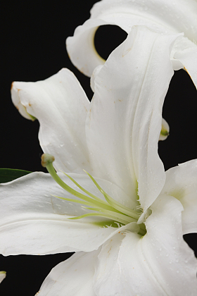 百合花
