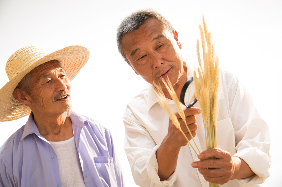 农民研究麦穗 农民研究麦穗
