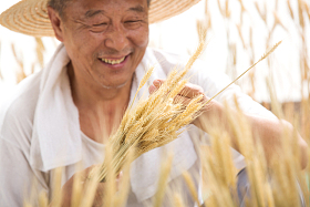 老农民在麦田里照片