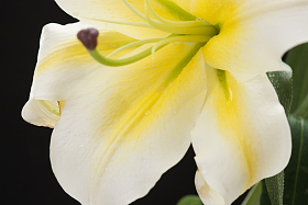 百合花照片