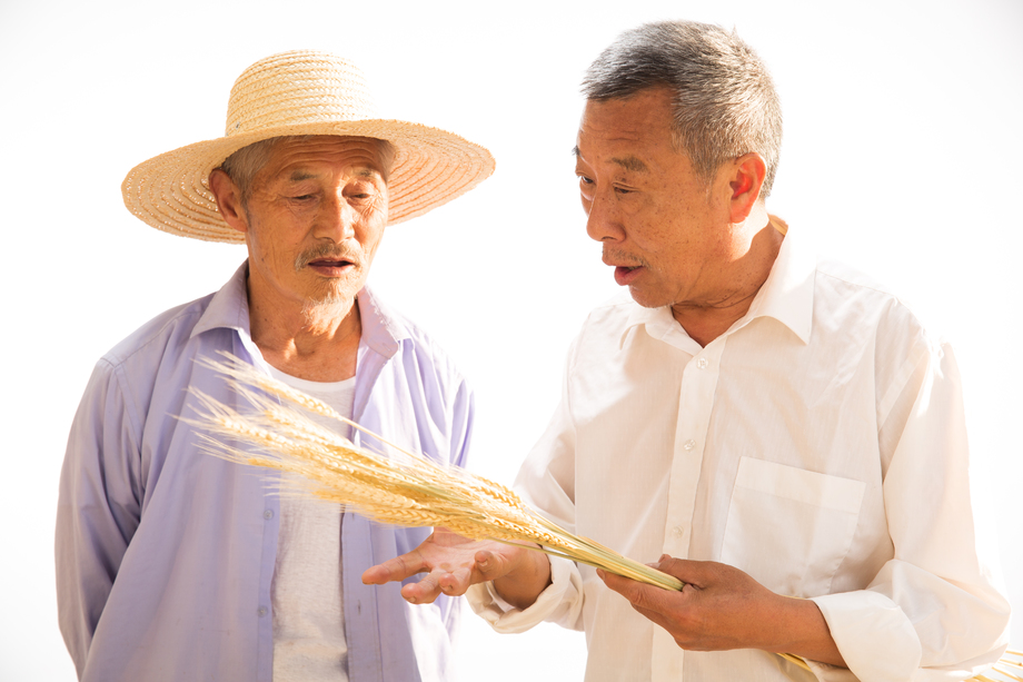 两位老农民拿着麦穗