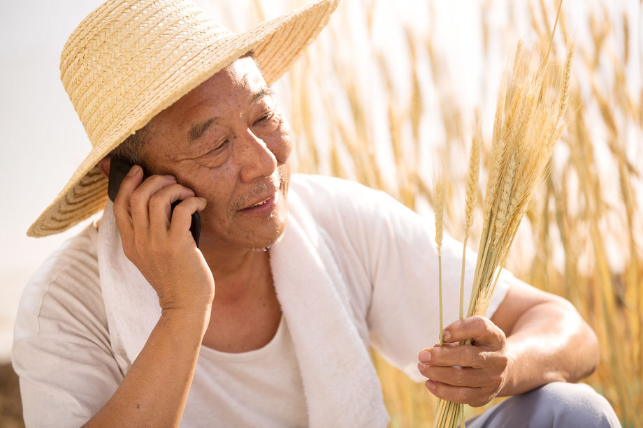 老农民在农田里打电话