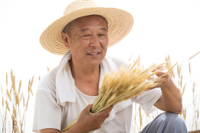 老农民在麦田