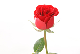 玫瑰花