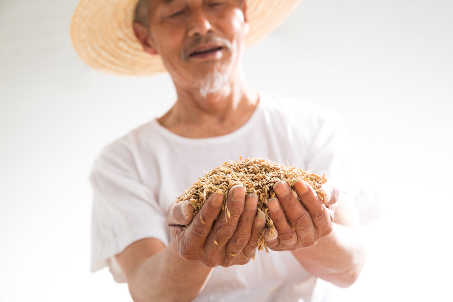 捧着麦子的老农民 捧着麦子的老农民