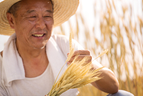 老农民在麦田