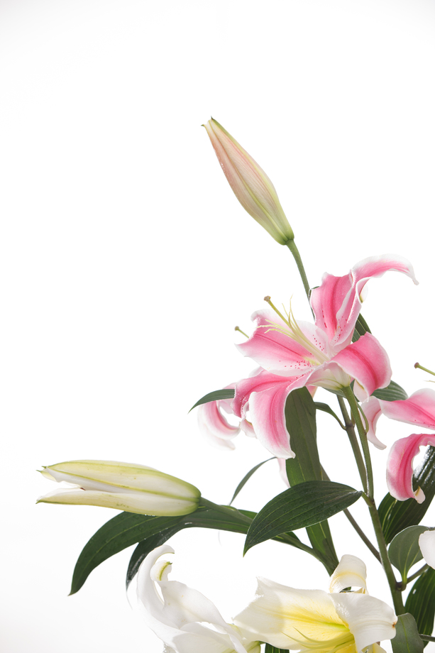 百合花图片