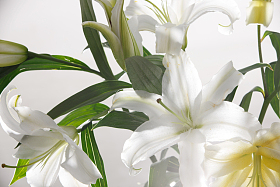 百合花