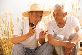 两位老坐在麦田里图片