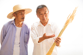 两位老农民拿着麦穗照片