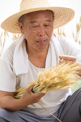 老农民在麦田