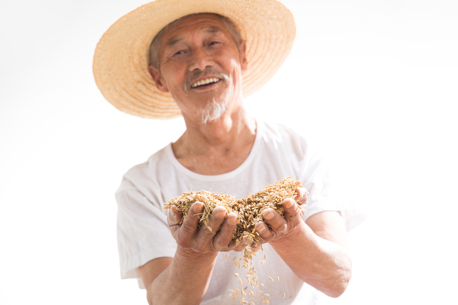 捧着麦子的老农民