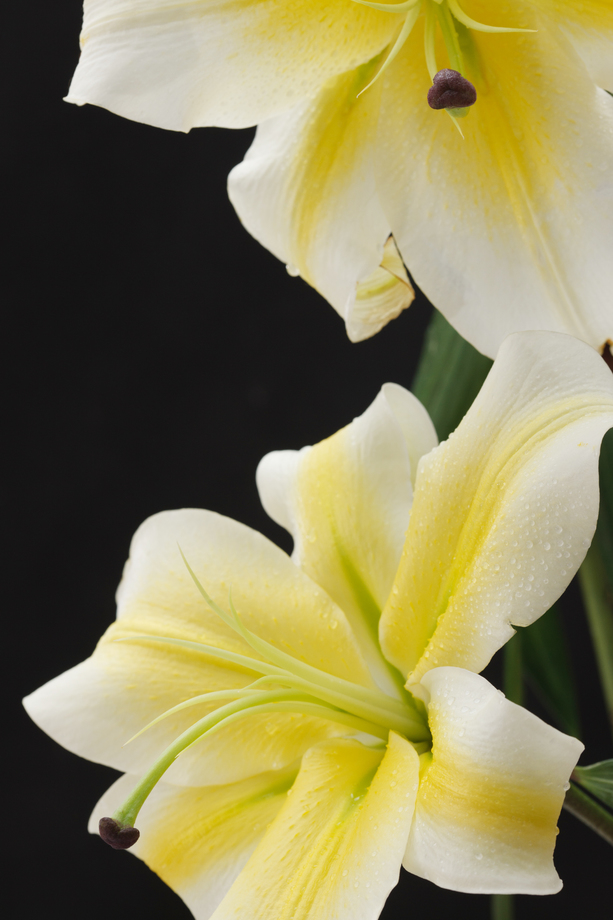 百合花图片 百合花图片