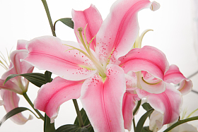 百合花