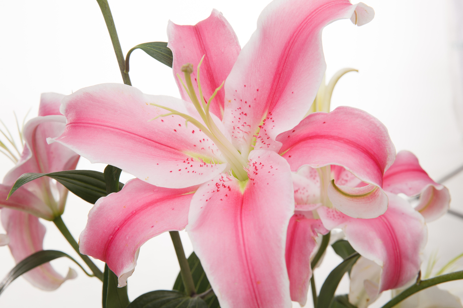 百合花