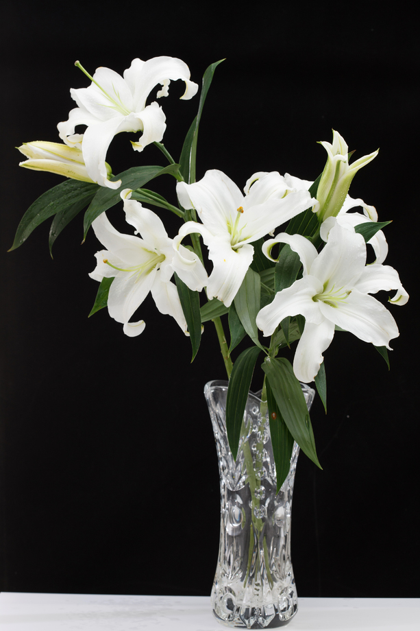 百合花图片