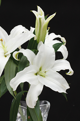 百合花照片