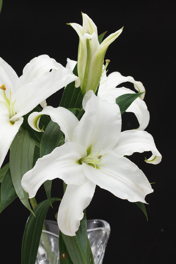 百合花照片 百合花照片