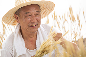 老农民在麦田