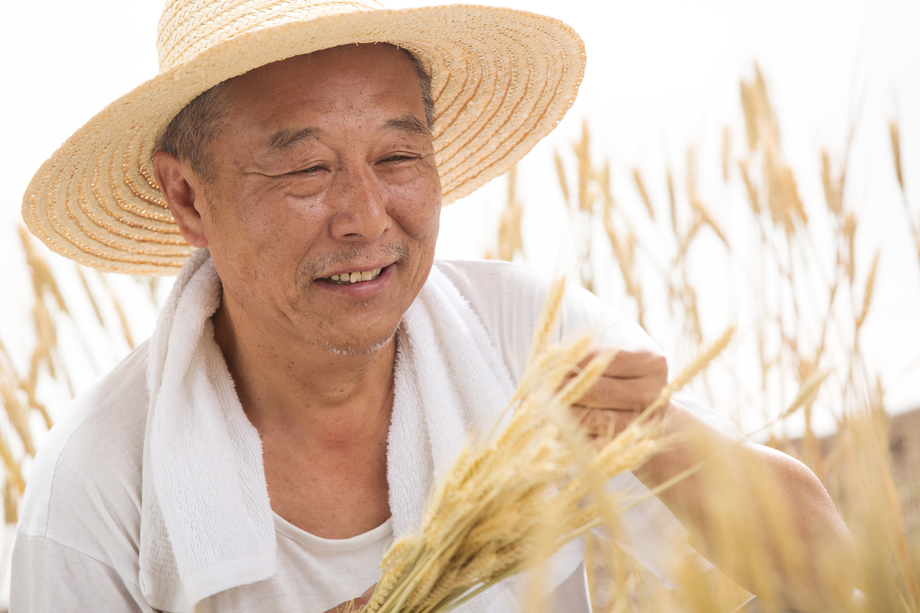 老农民在麦田 老农民在麦田