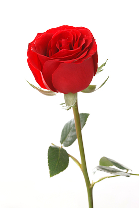 玫瑰花