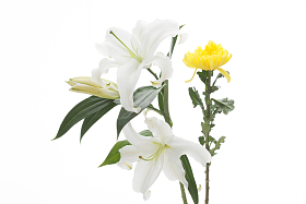 百合花照片