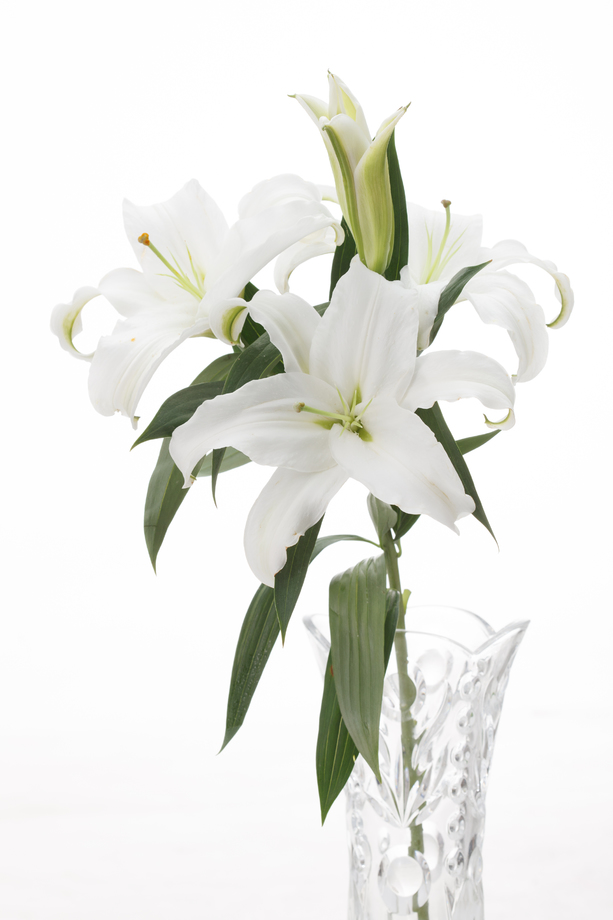 百合花图片
