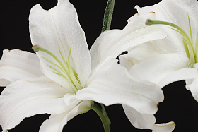 百合花图片