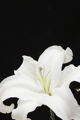 百合花