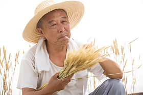 老农民在麦田