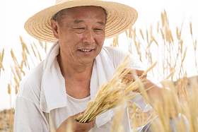 老农民在麦田