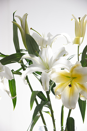 百合花照片