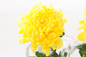 菊花照片